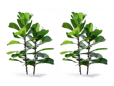 Two Healthy Lush Green Leafy Plants With Large Shiny Leaves And Strong Branches 3d model