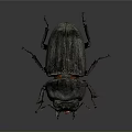 Detailed View Of Dark Beetle With Shiny Exoskeleton And Long Legs