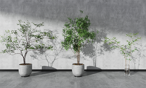 Modern Potted Plant 3d model