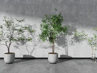 Modern Potted Plant 3d model