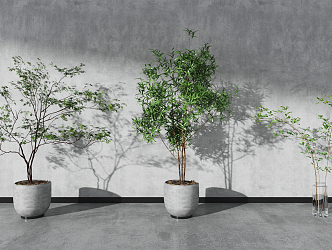 Modern Potted Plant 3d model