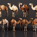 Eight Camels In Various Postures And Brown Shades On Grey Reflective Floor Background