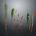 Multiple Green Plants With Slender Stems And Brown Buds On Dark Background