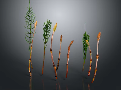 Multiple Green Plants With Slender Stems And Brown Buds On Dark Background 3d model