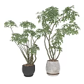 Decorative Plant Arrangement With Lush Green Foliage In Varying Heights Concrete Pots