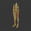 Human Head Organs Anatomical Structure 3D Render Model With Detailed Muscular View