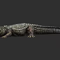 Realistic Aquatic Animal Crocodile With Scaly Skin And Open Mouth Posture