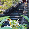 Garden Landscape Featuring Stone Steps Beagle Dog Traditional Red Pavilion And Green Foliage