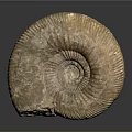 Unique Spiral Fossil Wall Decor with Natural Amber Textured Surface and Elegant Design