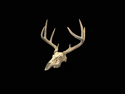 Natural Deer Skull With Intricate Antlers For Rustic Wall Decor 3d model