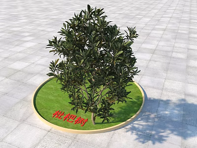 Loquat Tree Growing In Circular Grassy Area On Square Tiled Ground 3d model