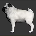 White And Black Pug Standing On Shiny Surface 3D Model 3d model