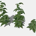 Three Green Leafy Plants Of Different Sizes With Lush Fresh Foliage