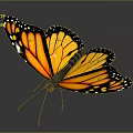 Monarch Butterfly Showing Orange Wings With Black Edges And White Spots On Dark Background