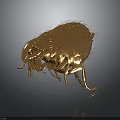Golden Furry Flea Detailed Close up View on Black Background with Reflection