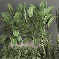 Potted Plants with Large Green Leaves Cactus and Ferns in White Rectangular Indoor Pots