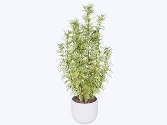 indoor potted plant 3d model