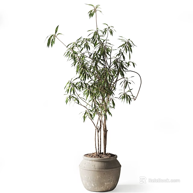 Potted Bamboo With Slender Stems And Green Leaves In Light Colored Pot Against White Background 3d model 