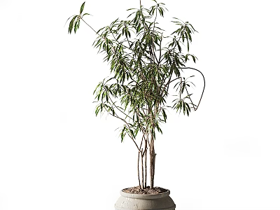 Potted Bamboo With Slender Stems And Green Leaves In Light Colored Pot Against White Background 3d model