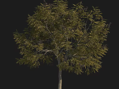 Tall Lush Tree With Dense Green Foliage Strong Trunk And Spreading Branches 3d model