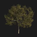 Tall Lush Tree With Dense Green Foliage Strong Trunk And Spreading Branches