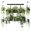 Lush Hanging Basket Plants With Vibrant Green Foliage For Indoor Decor
