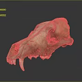Detailed Mammal Skull With Prominent Teeth And Bone Structure On Dark Reflective Background