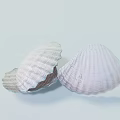 Aquatic Animals Shells Displaying Light Colors And Fine Ridges On Soft Background 3d model