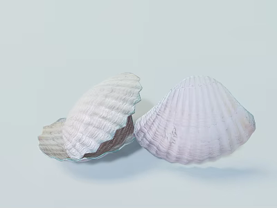 Aquatic Animals Shells Displaying Light Colors And Fine Ridges On Soft Background 3d model