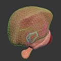 3D Rendered Human Liver Model For Medical Education And Anatomical Study