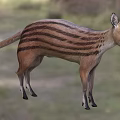 Striped Reptile With Brown Body Standing In Natural Habitat Open Mouth Pose