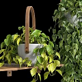 Hanging Basket Plants with Lush Trailing Green Leaves and Dense Foliage