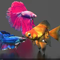 Colorful Betta Fish And Goldfish With Vibrant Flowing Fins Swimming Underwater