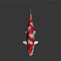 Vibrant White and Red Koi Fish with Distinctive Color Patterns and Markings