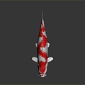 Modern Fish Cold Water Fish Koi Goldfish 3d model