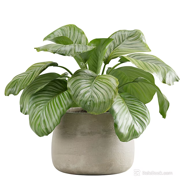 Decorative Indoor Potted Plant With Large Green Striped Vein Leaves In Light Pot 3d model 