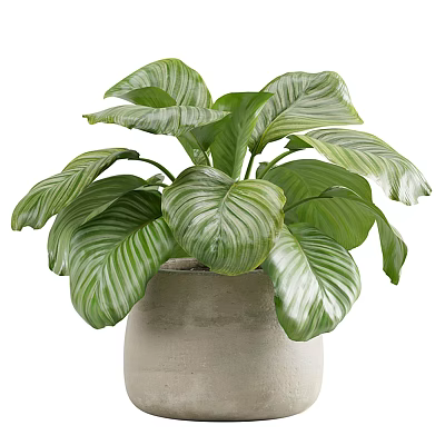 Decorative Indoor Potted Plant With Large Green Striped Vein Leaves In Light Pot 3d model