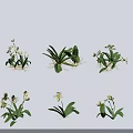 Multiple White Flowers With Green Leaves In Decorative Potted Plants Arranged On Light Background