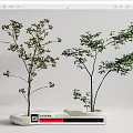 Modern Tree Landscape Tree 3d model
