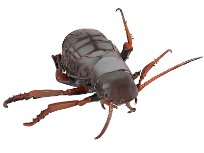 Detailed Brown Beetle With Long Antennae And Legs On White Background 3d model