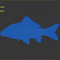 Brown Carp Fish With Scales Fins And Tail On Dark Background With Reflection