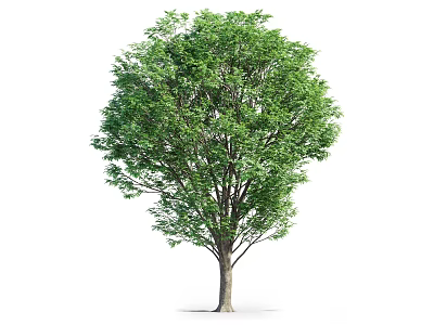 Healthy Lush Green Arbor With Thick Trunk And Dense Foliage 3d model