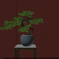 Bonsai Tree With Twisted Trunk And Green Foliage In White Pot On Red Wall Background