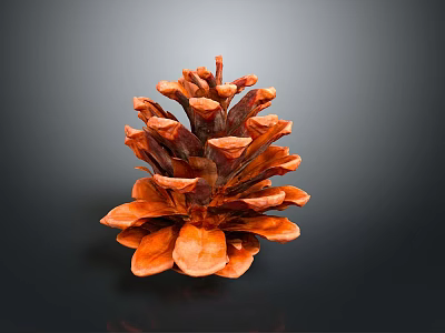 Orange Pine Cone With Detailed Structure And Shiny Texture On Dark Background 3d model