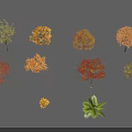 Various Colored Autumn Trees With Different Species Foliage And Natural Shadows