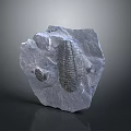 Natural Stone Material With Visible Embedded Trilobite Fossil And Rough Surface Texture