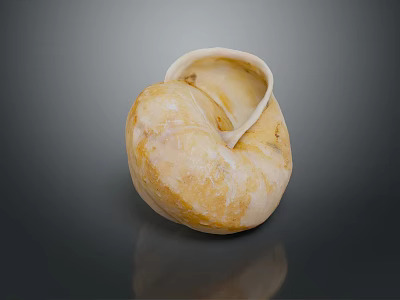 Aquatic Animal Nautilus Shell with Spiral Shape Natural Cream Yellow Texture 3d model