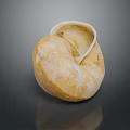 Aquatic Animal Nautilus Shell with Spiral Shape Natural Cream Yellow Texture