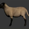 Realistic Standing Sheep With Black Head And Light Brown Body On Gray Background