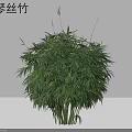 Lush Xiao Qin Si Bamboo Plant With Green Leaves And Clumping Growth For Garden Decoration